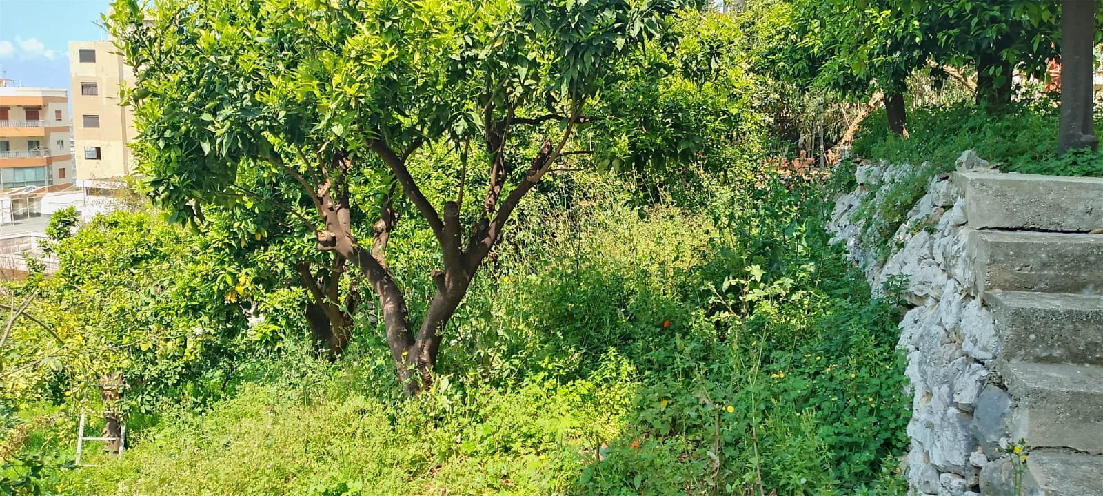 Land for sale in Sahel Alma with 250 SQM traditional old house — photo 8