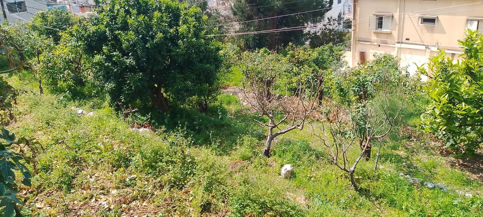 Land for sale in Sahel Alma with 250 SQM traditional old house — photo 9