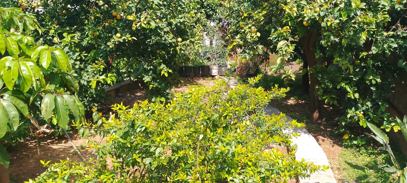 Land for sale in Sahel Alma with 250 SQM traditional old house — photo 10