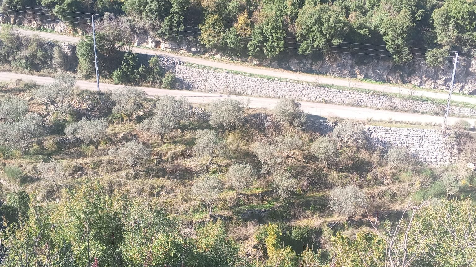 Prime Land for Sale in Artez – Main Road Access with Olive Trees — main photo