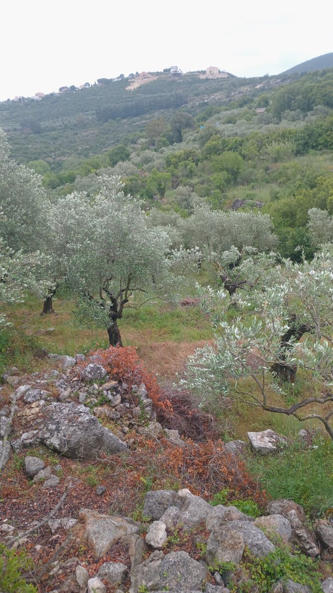 Land — main photo