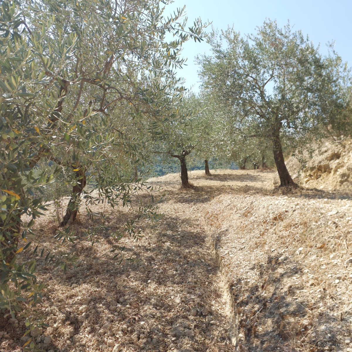 Prime Land for Sale in Kfarhay — Batroun
